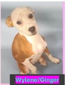 Ginger - Gilligan Island Litter