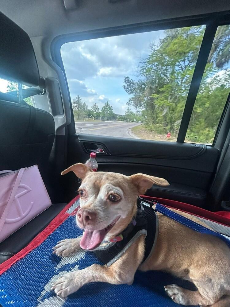 Gigi, Adoptable, Adult Female Chihuahua.