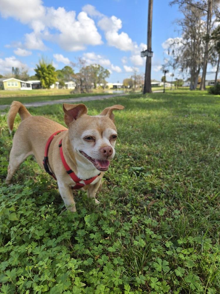 Enlarge Gigi, a Adoptable mixed breed in Orlando, FL image 4/6
