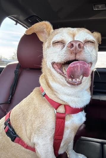 Enlarge Gigi, a Adoptable mixed breed in Orlando, FL image 5/6