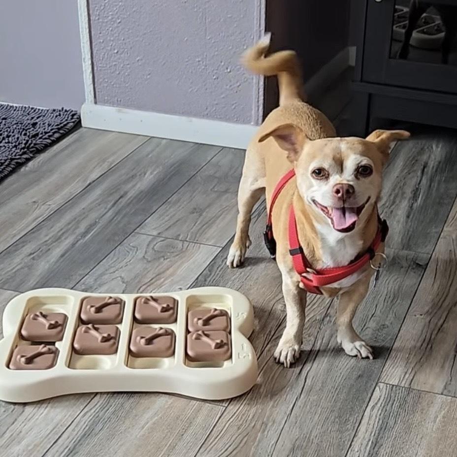 Gigi, a Adoptable mixed breed in Orlando, FL image 5/6