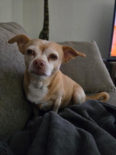 Enlarge Gigi, a Adoptable mixed breed in Orlando, FL image 6/6