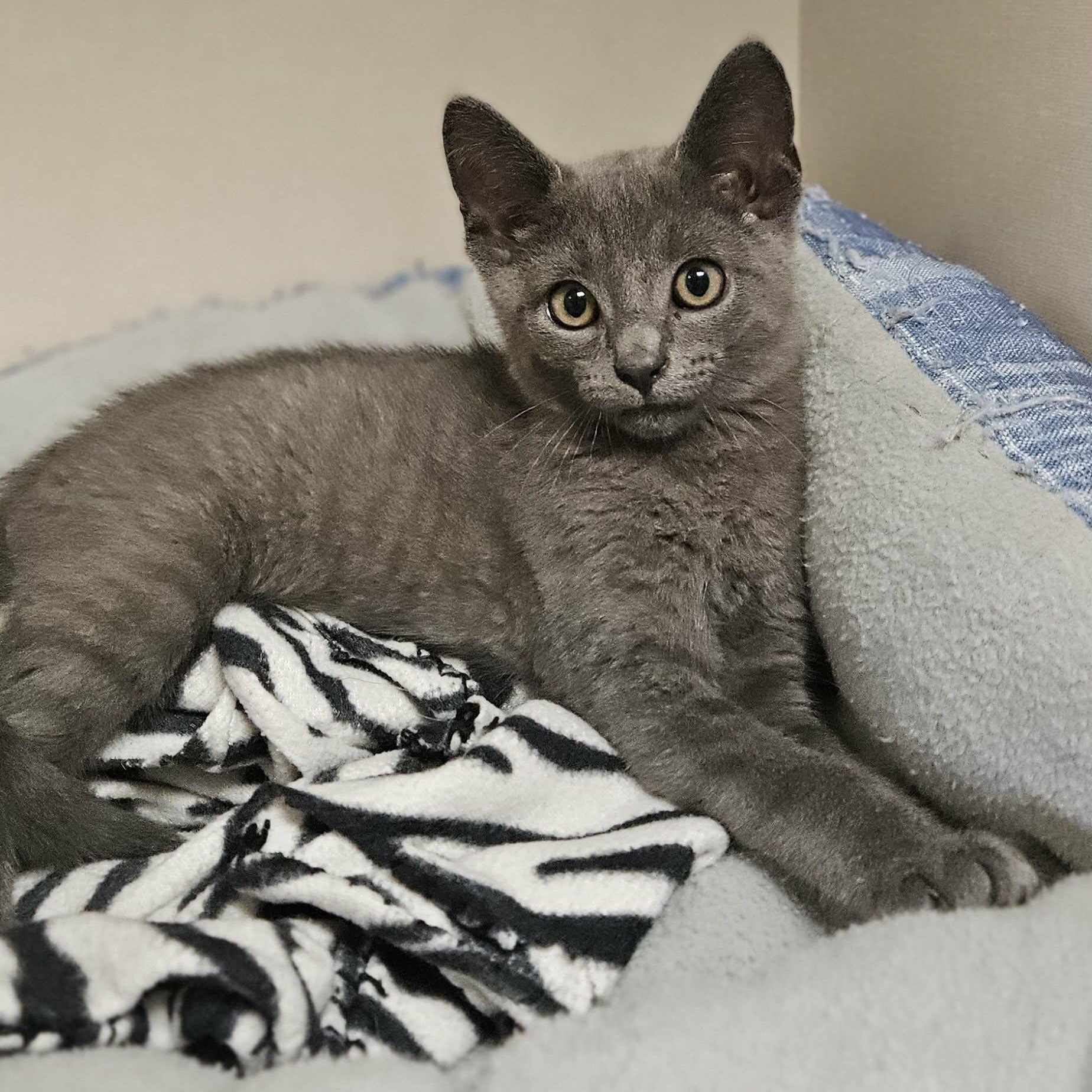 Enlarge Skitzy, a Adopted Domestic Short Hair in Wapakoneta, OH image 2/3