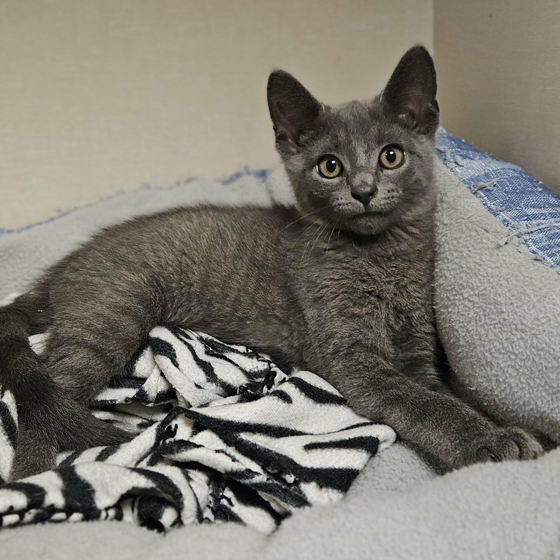 Enlarge Skitzy, a Adopted Domestic Short Hair in Wapakoneta, OH image 3/3