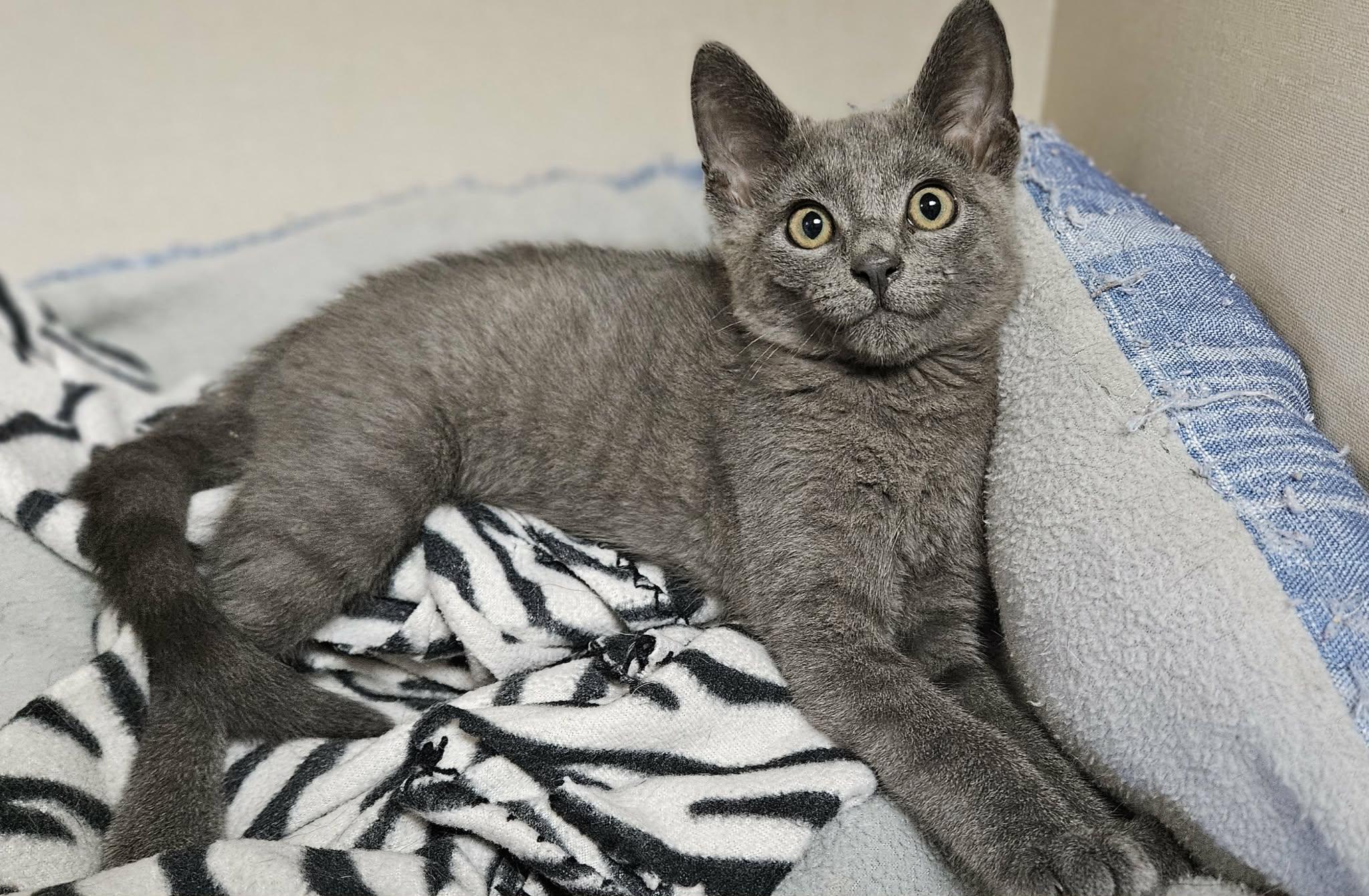 Enlarge Skitzy, a Adopted Domestic Short Hair in Wapakoneta, OH image 1/3