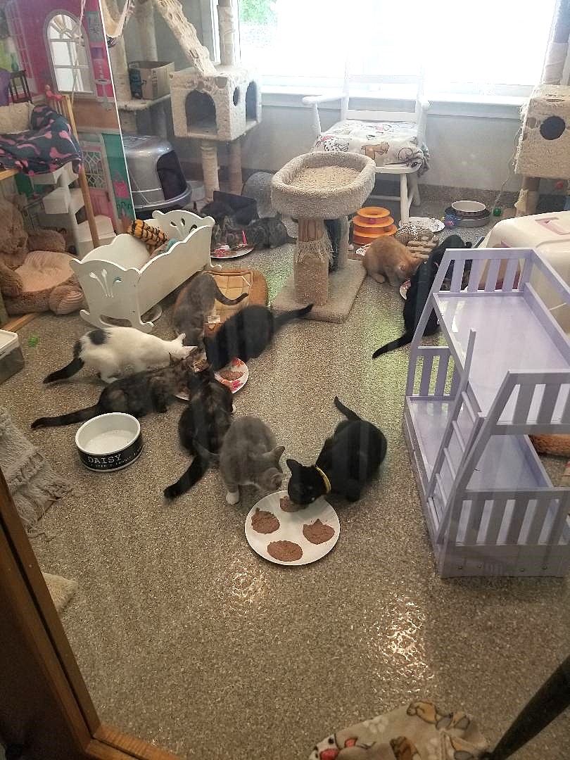 KITTENS & KITTENS IN THE KITTEN KABOODLE ROOM!, a Adoptable Domestic Short Hair in Warwick, NY image 1/3