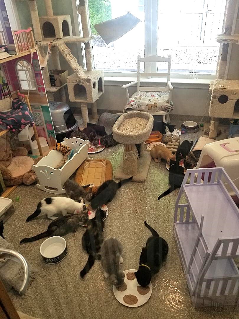 KITTENS & KITTENS IN THE KITTEN KABOODLE ROOM!, a Adoptable Domestic Short Hair in Warwick, NY image 2/3