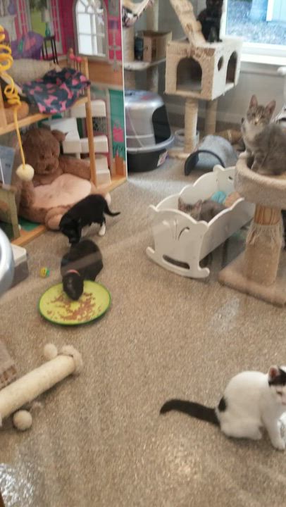 Enlarge KITTENS & KITTENS IN THE KITTEN KABOODLE ROOM!, a Adoptable Domestic Short Hair in Warwick, NY video 3/3