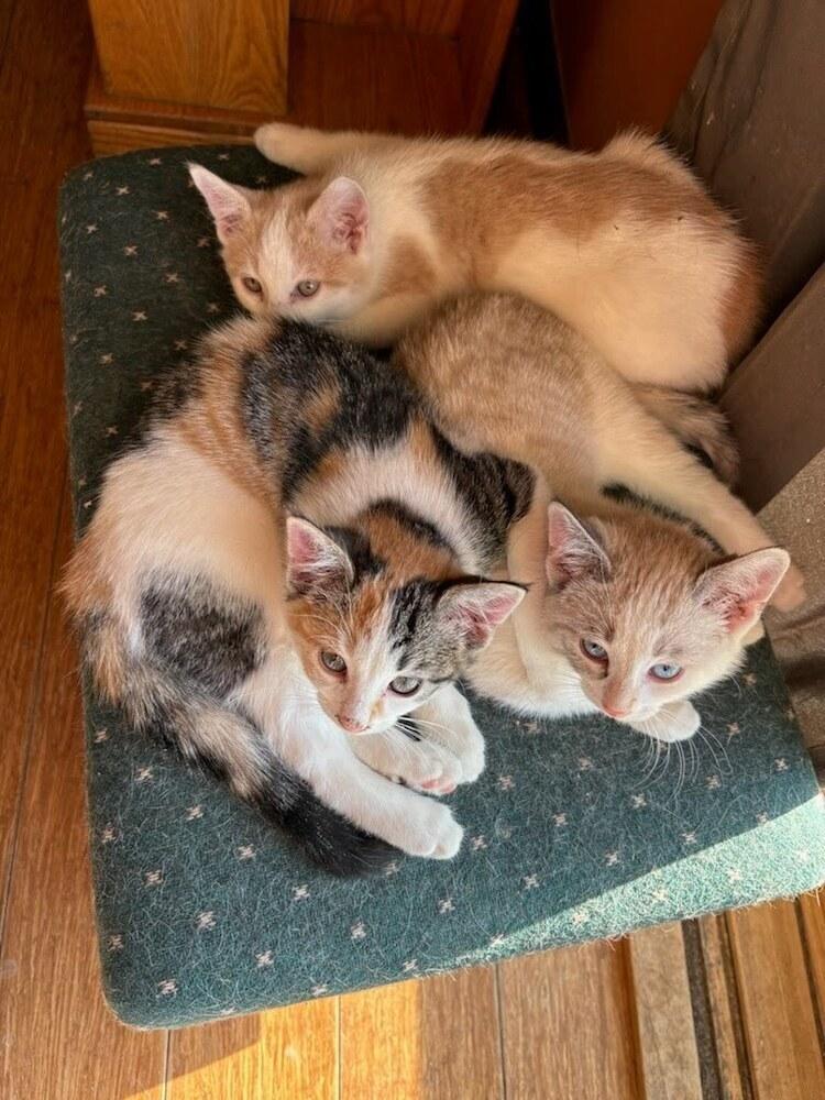 **Cat Cafe** Peep, Adoptable, Young Male Domestic Short Hair.