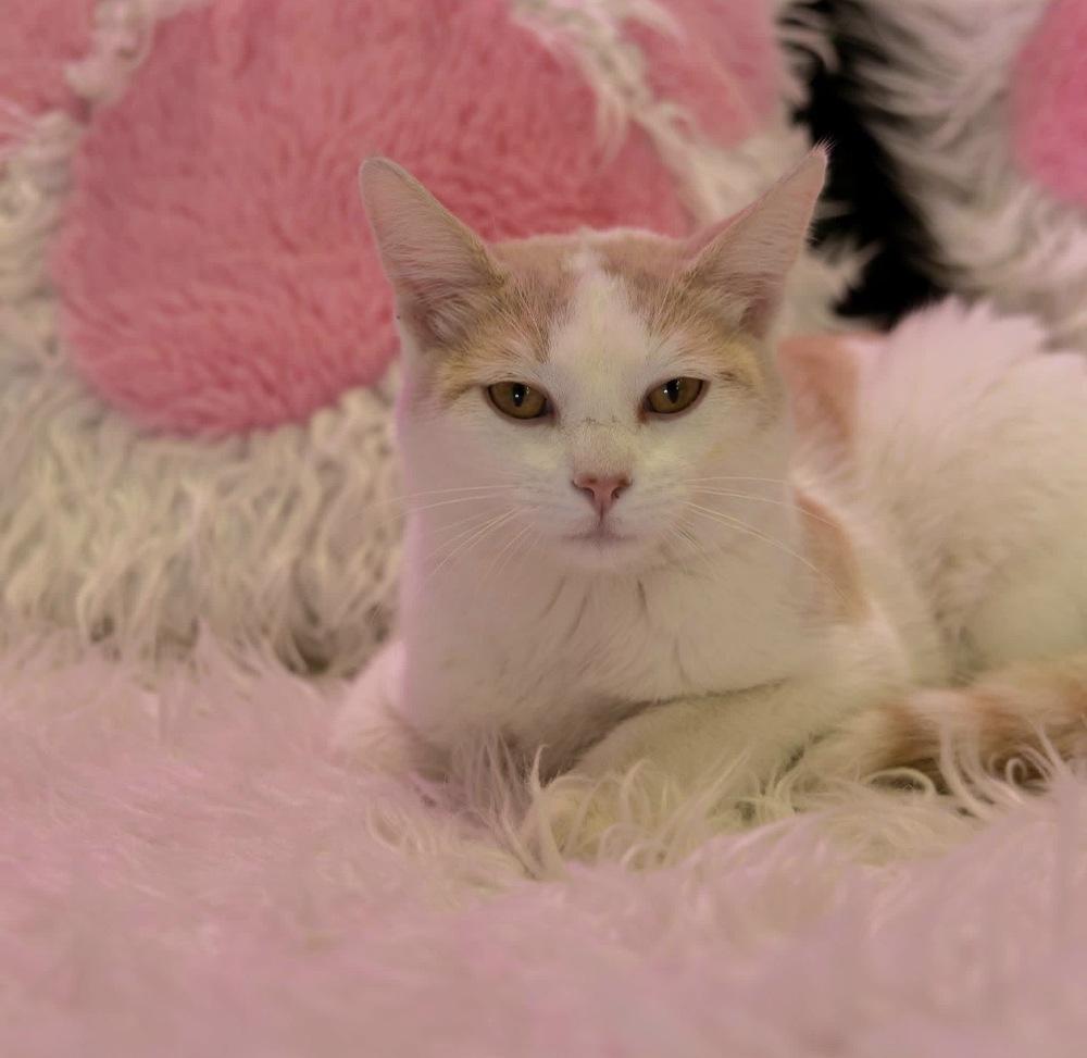 Enlarge **Cat Cafe** Peep, a Adoptable Domestic Short Hair in Topeka, KS image 2/2