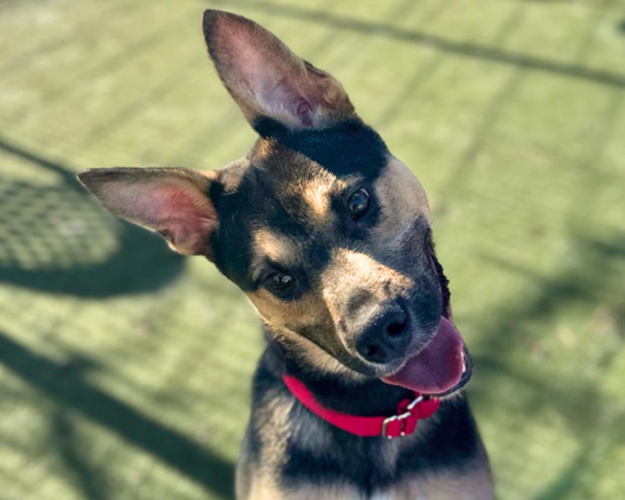 GIYU, Adoptable, Young Male German Shepherd Dog & Mixed Breed.