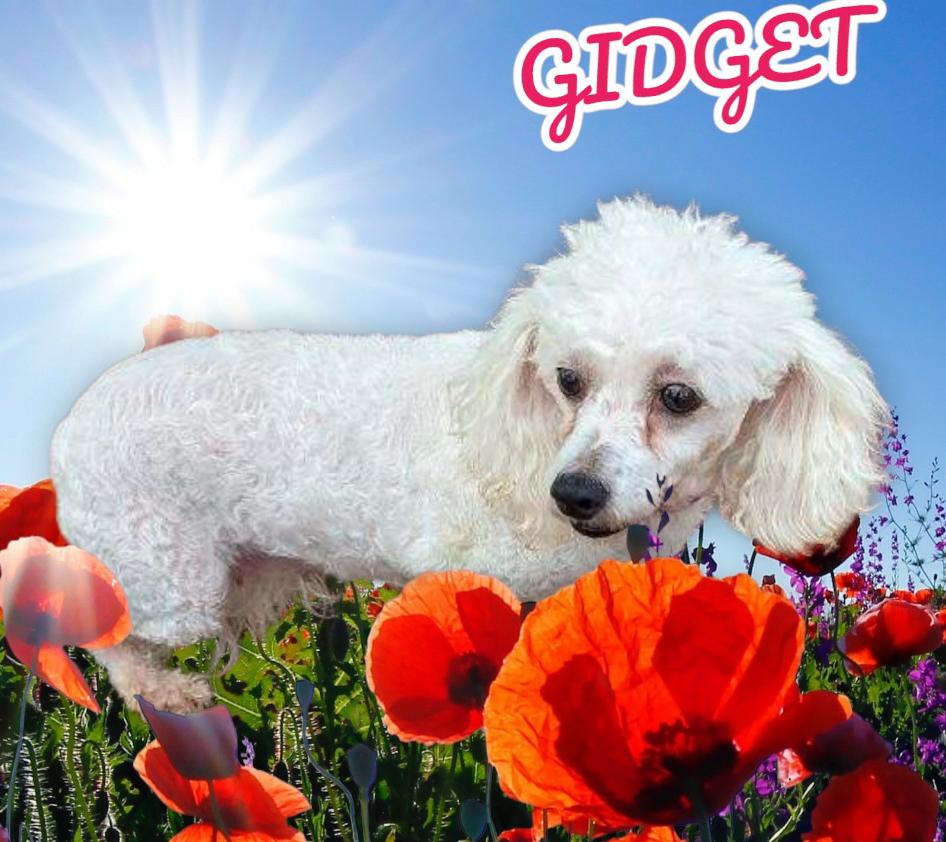 Enlarge Gidget, a Adoptable Bichon Frise in Seaford, DE image 1/2