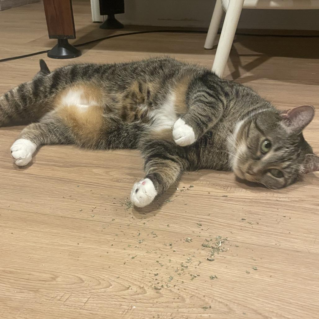 Ella — thumbnail 2