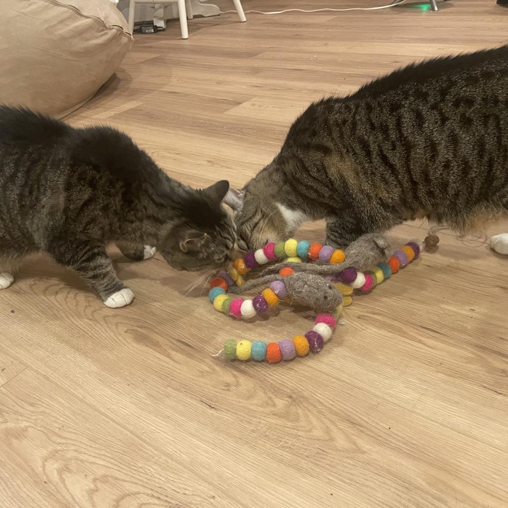 Ella — thumbnail 3