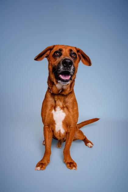 Simper, Adoptable, Senior Male Mixed Breed & Mixed Breed.