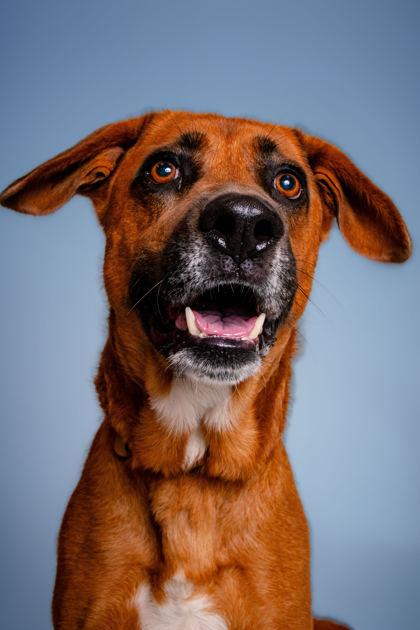 Enlarge Simper, a Adoptable mixed breed in Sevierville, TN image 2/3