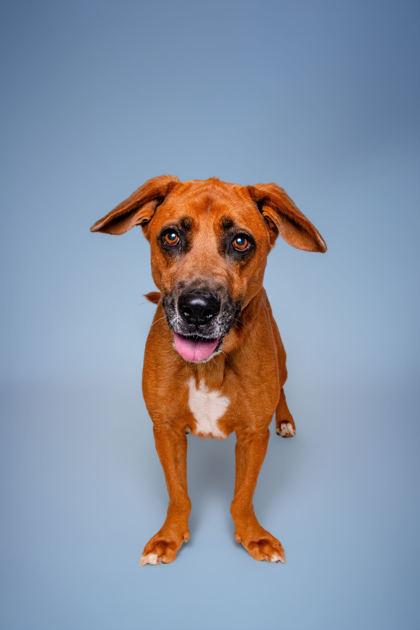 Enlarge Simper, a Adoptable mixed breed in Sevierville, TN image 3/3