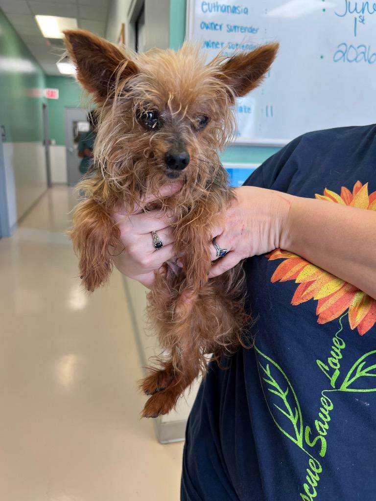 Pippa Mae, a Adoptable Yorkshire Terrier in Leander, TX image 1/3