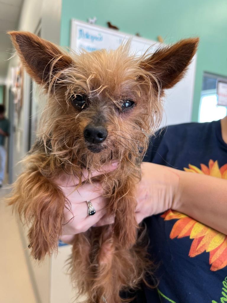 Pippa Mae, a Adoptable Yorkshire Terrier in Leander, TX image 2/3