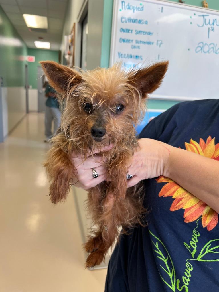 Pippa Mae, a Adoptable Yorkshire Terrier in Leander, TX image 3/3