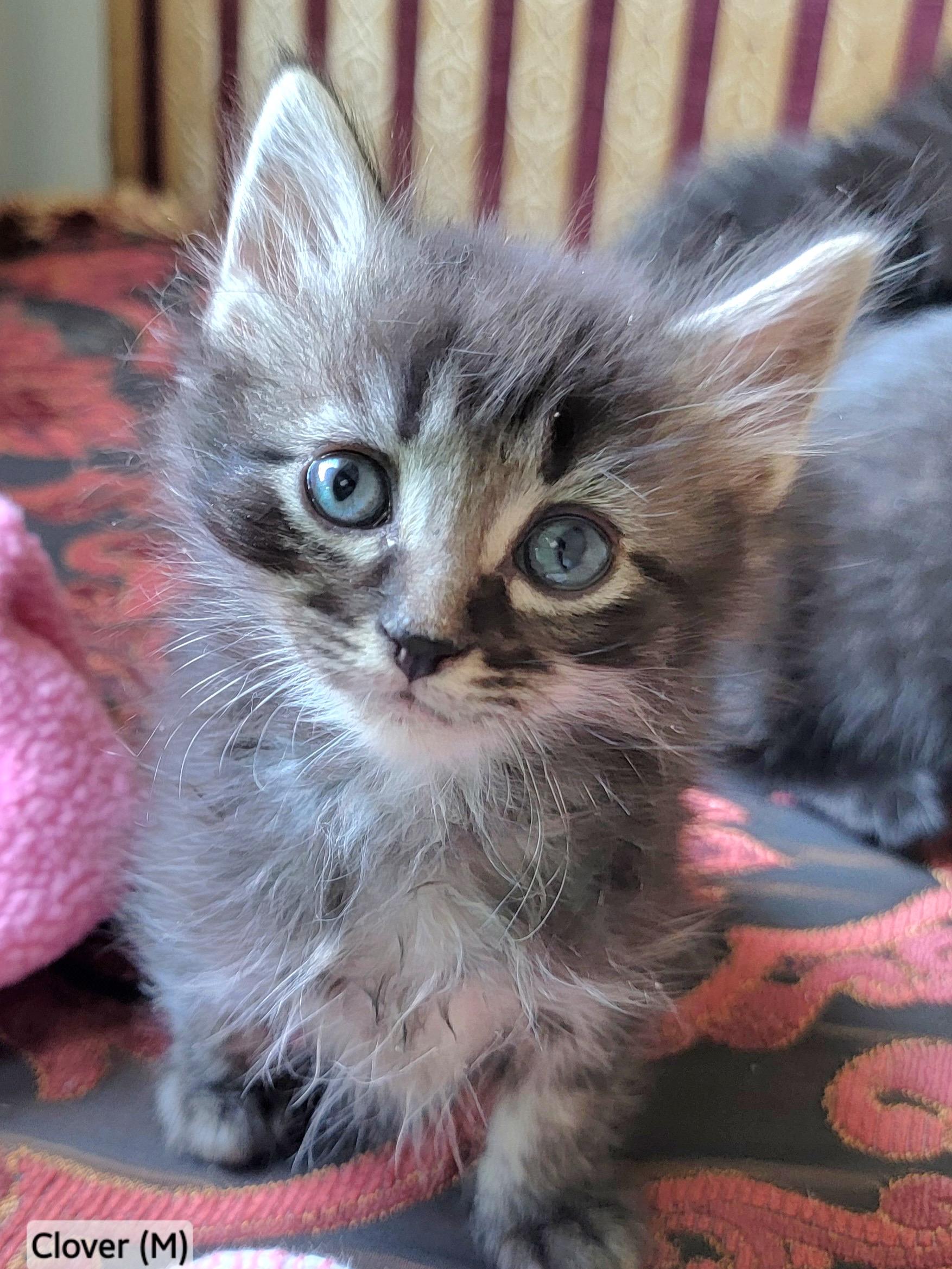 Clover, adopted, Kitten Female Domestic Long Hair & Tabby.