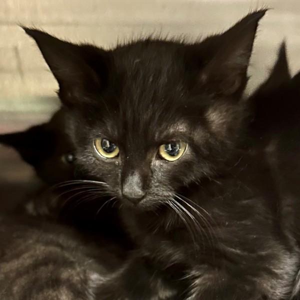 Enlarge Harvey, a Adoptable mixed breed in Walnut Creek, CA image 1/1