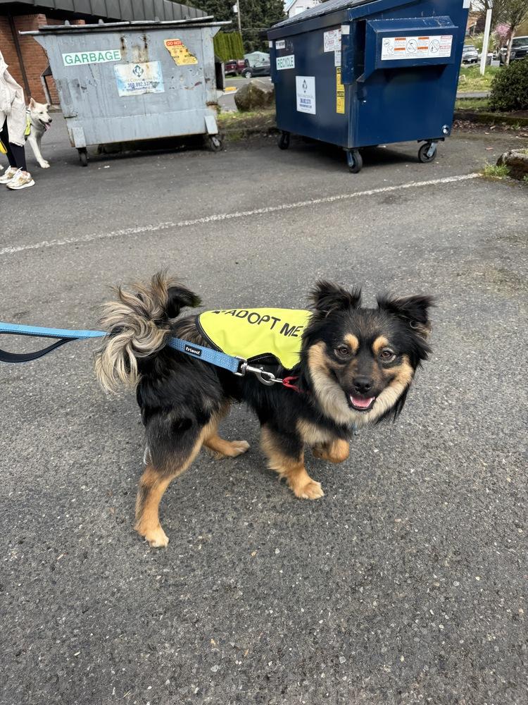 Enlarge Bowser, a Adoptable mixed breed in Vancouver, WA image 1/2