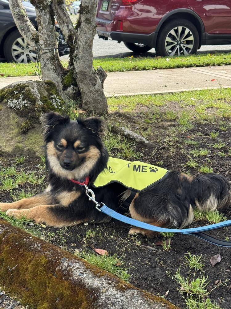 Enlarge Bowser, a Adoptable mixed breed in Vancouver, WA image 2/2