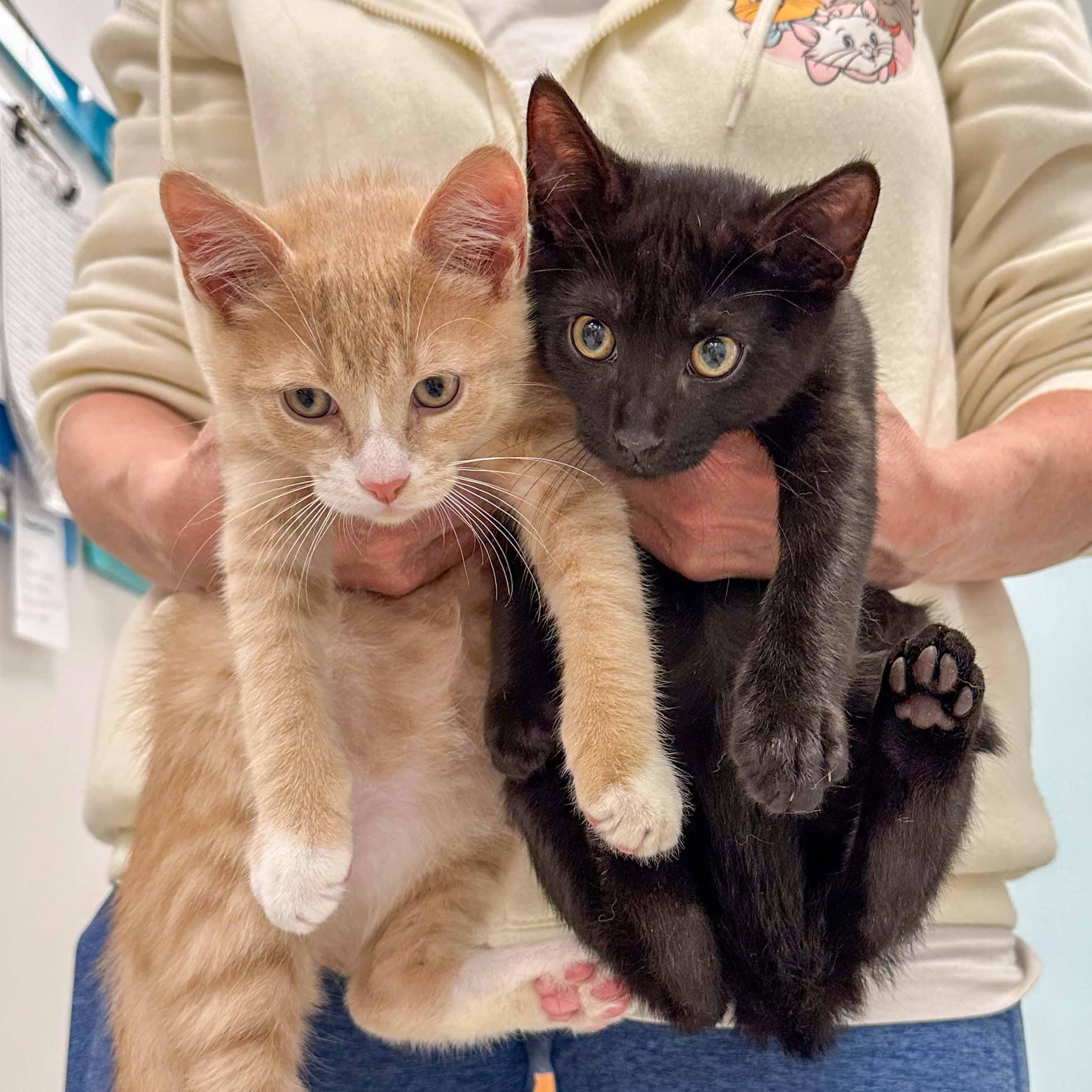 Enlarge Onyx, an adopted Domestic Short Hair in Stamford, CT image 1/2