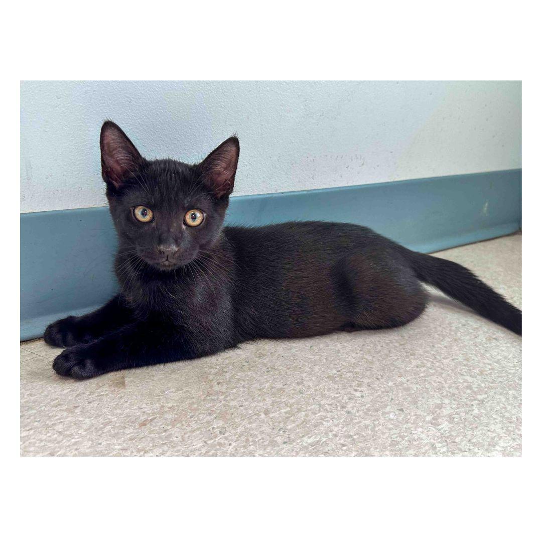 Enlarge Onyx, an adopted Domestic Short Hair in Stamford, CT image 2/2