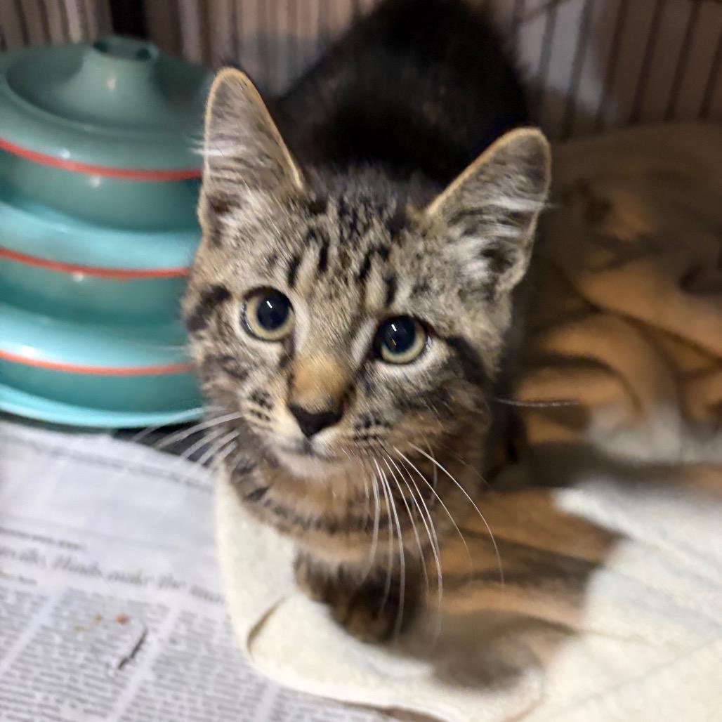 Tabby Boy, Adoptable, Kitten Male Domestic Short Hair.