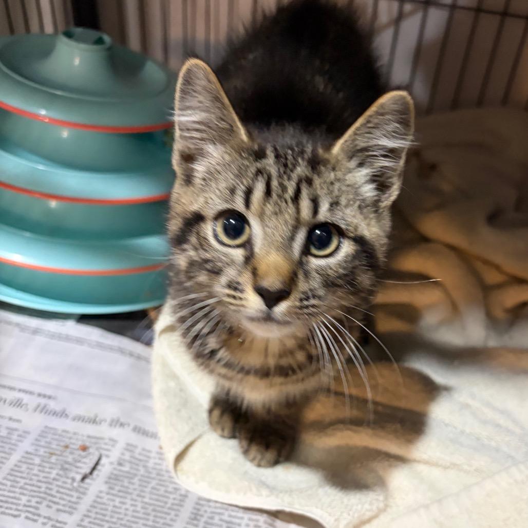 Enlarge Tabby Boy, a Adoptable Domestic Short Hair in Waldorf, MD image 2/3
