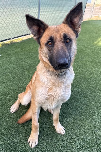 Enlarge NALA, a Adoptable German Shepherd Dog in Castaic, CA image 1/1