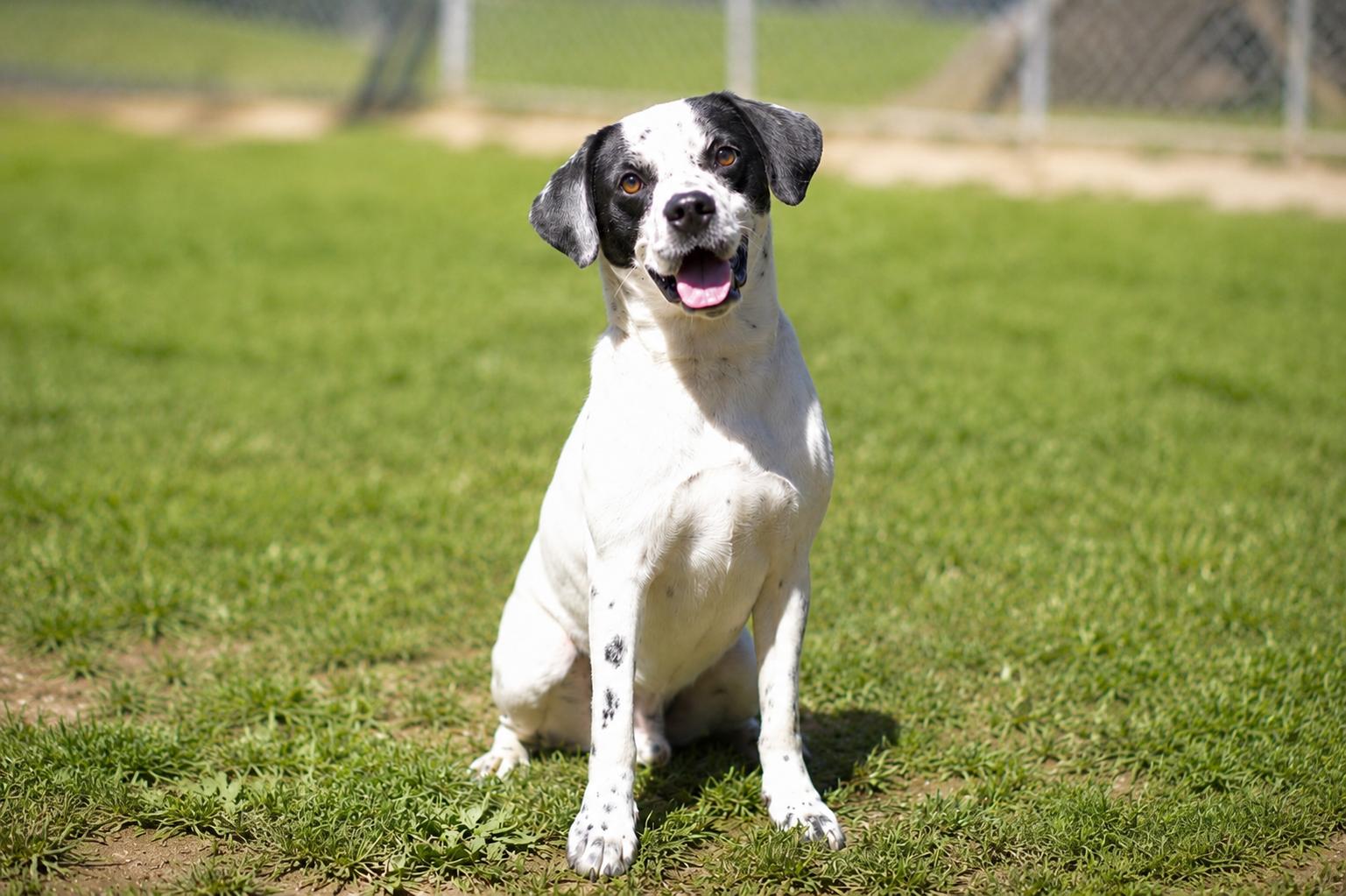 PONGO (098-26), a ADOPTABLE mixed breed in Cambridge, OH image 1/5