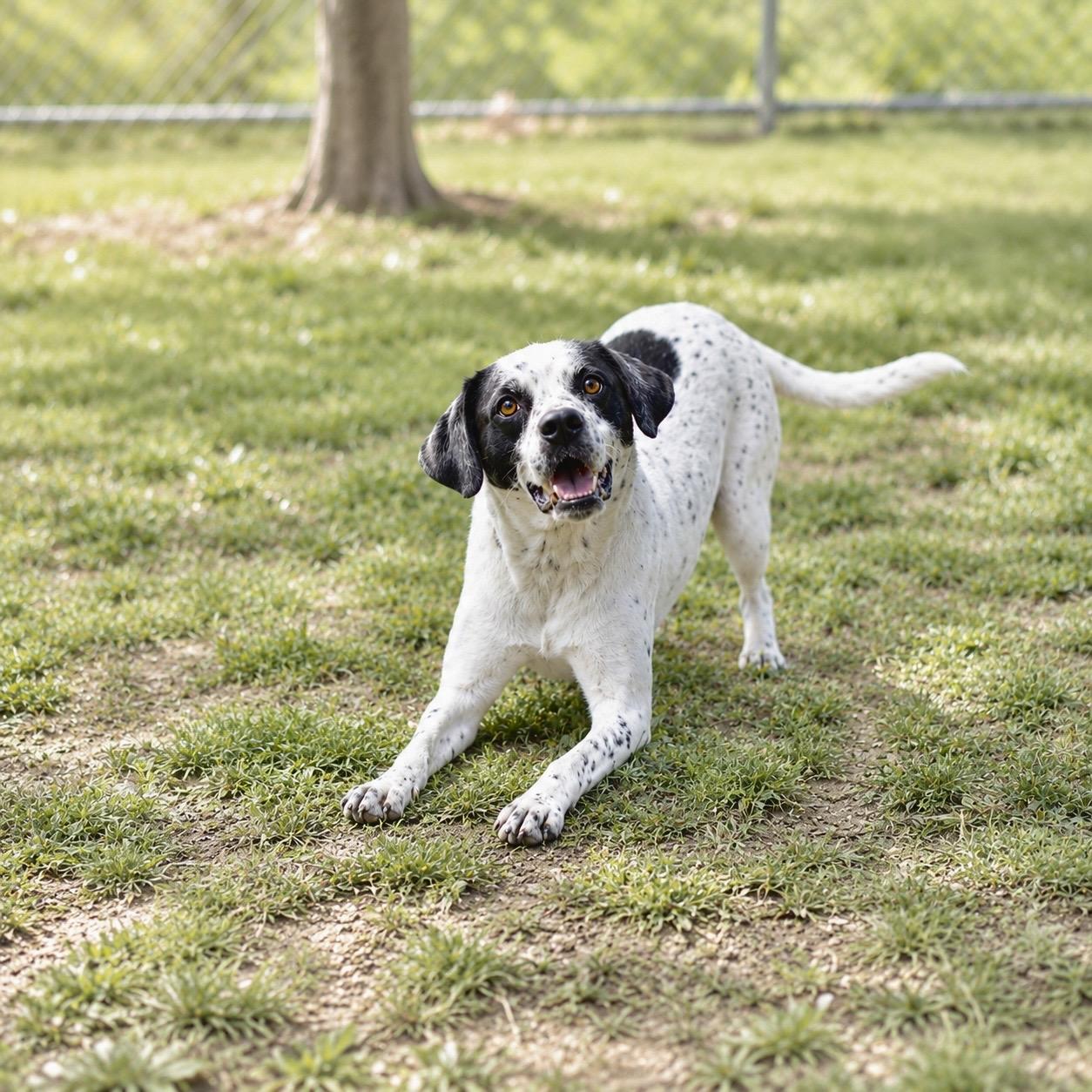 PONGO (098-26), a ADOPTABLE mixed breed in Cambridge, OH image 2/5