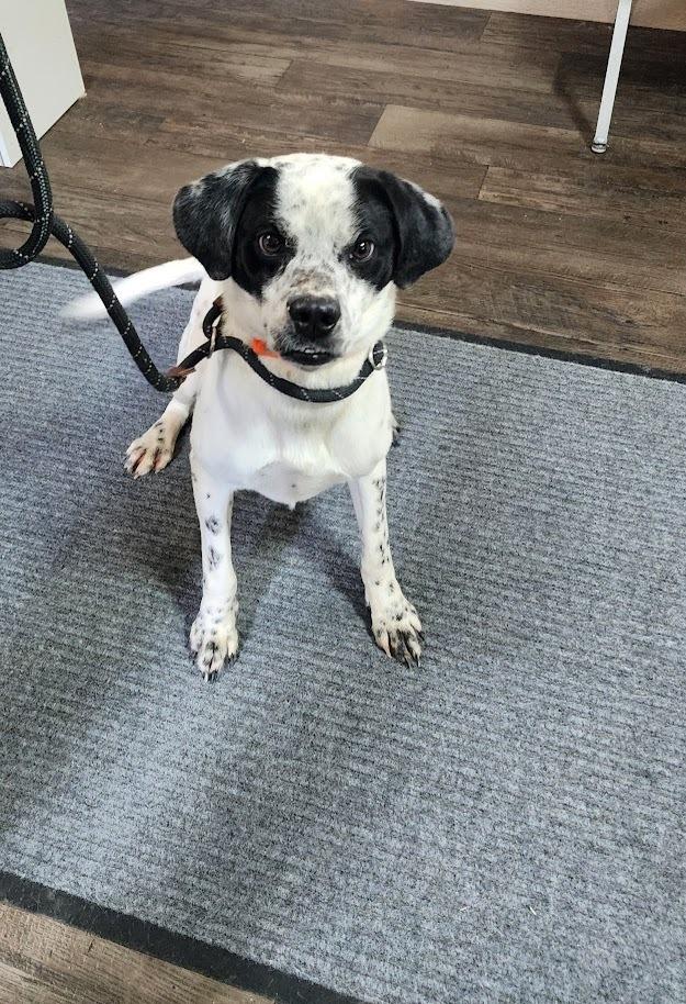 PONGO (098-26), a ADOPTABLE mixed breed in Cambridge, OH image 3/4