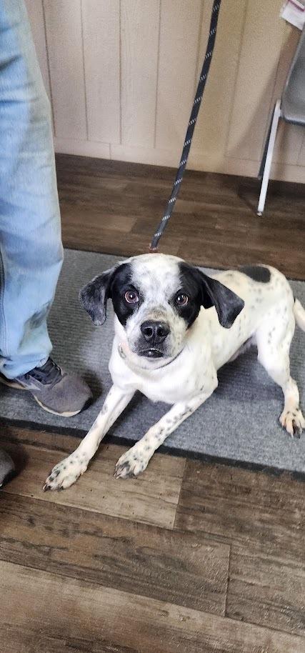 PONGO (098-26), a ADOPTABLE mixed breed in Cambridge, OH image 2/4