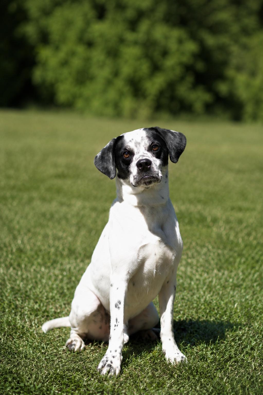 PONGO (098-26), a ADOPTABLE mixed breed in Cambridge, OH image 3/5