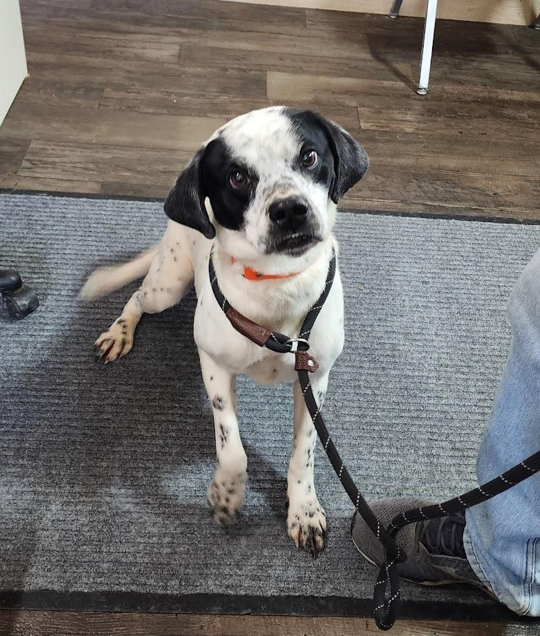 PONGO (098-26), a ADOPTABLE mixed breed in Cambridge, OH image 4/4