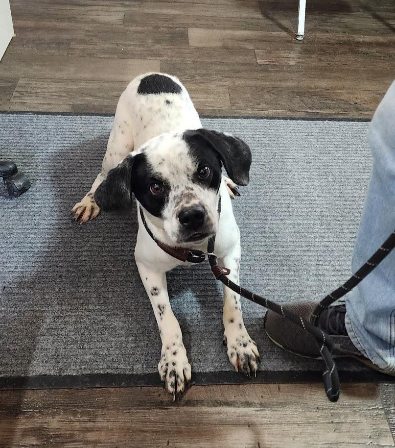 PONGO (098-26), ADOPTABLE, Young Male Pug.