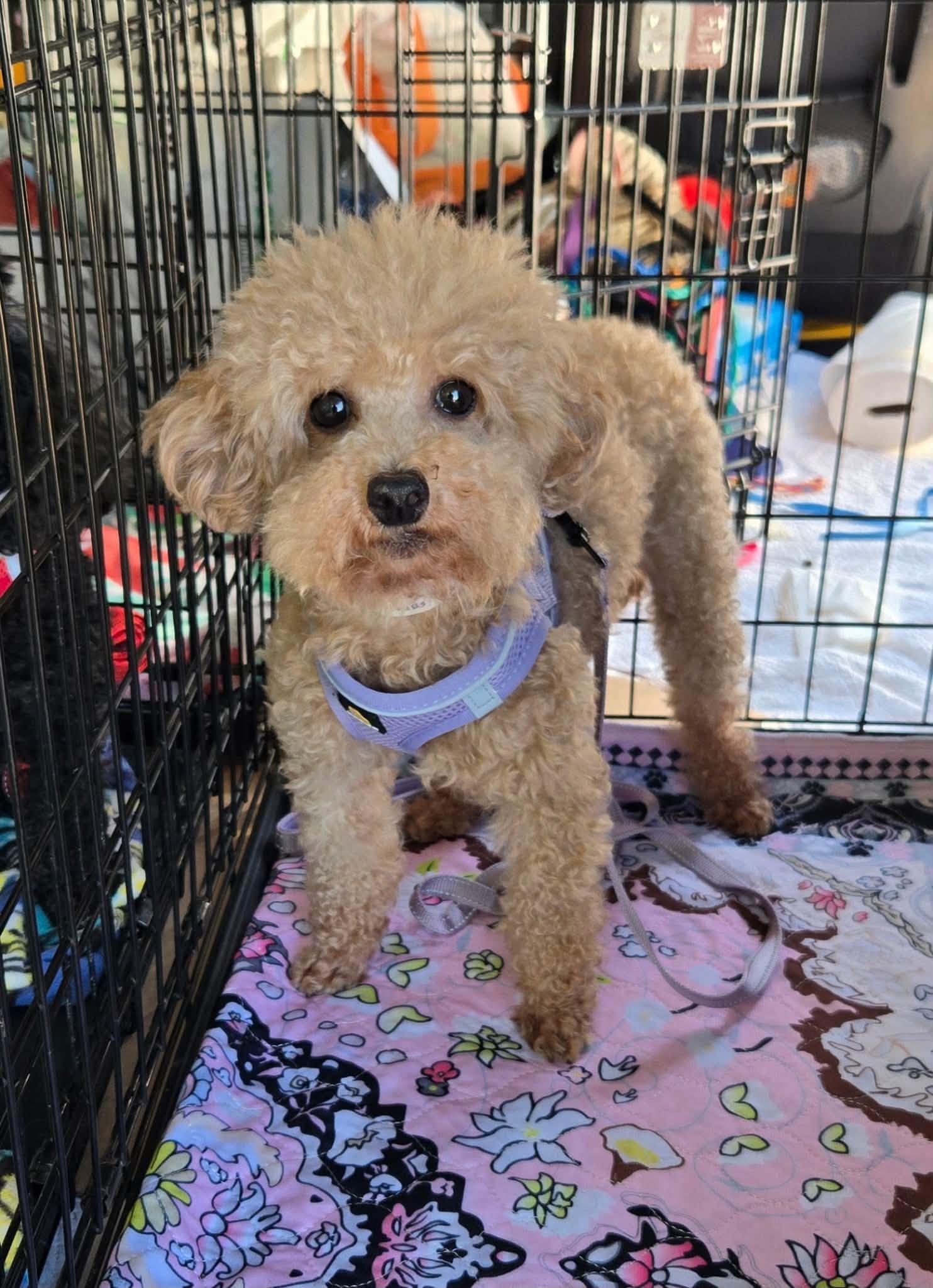 Enlarge Lark, a ADOPTABLE Miniature Poodle in Williamsburg, VA image 2/6