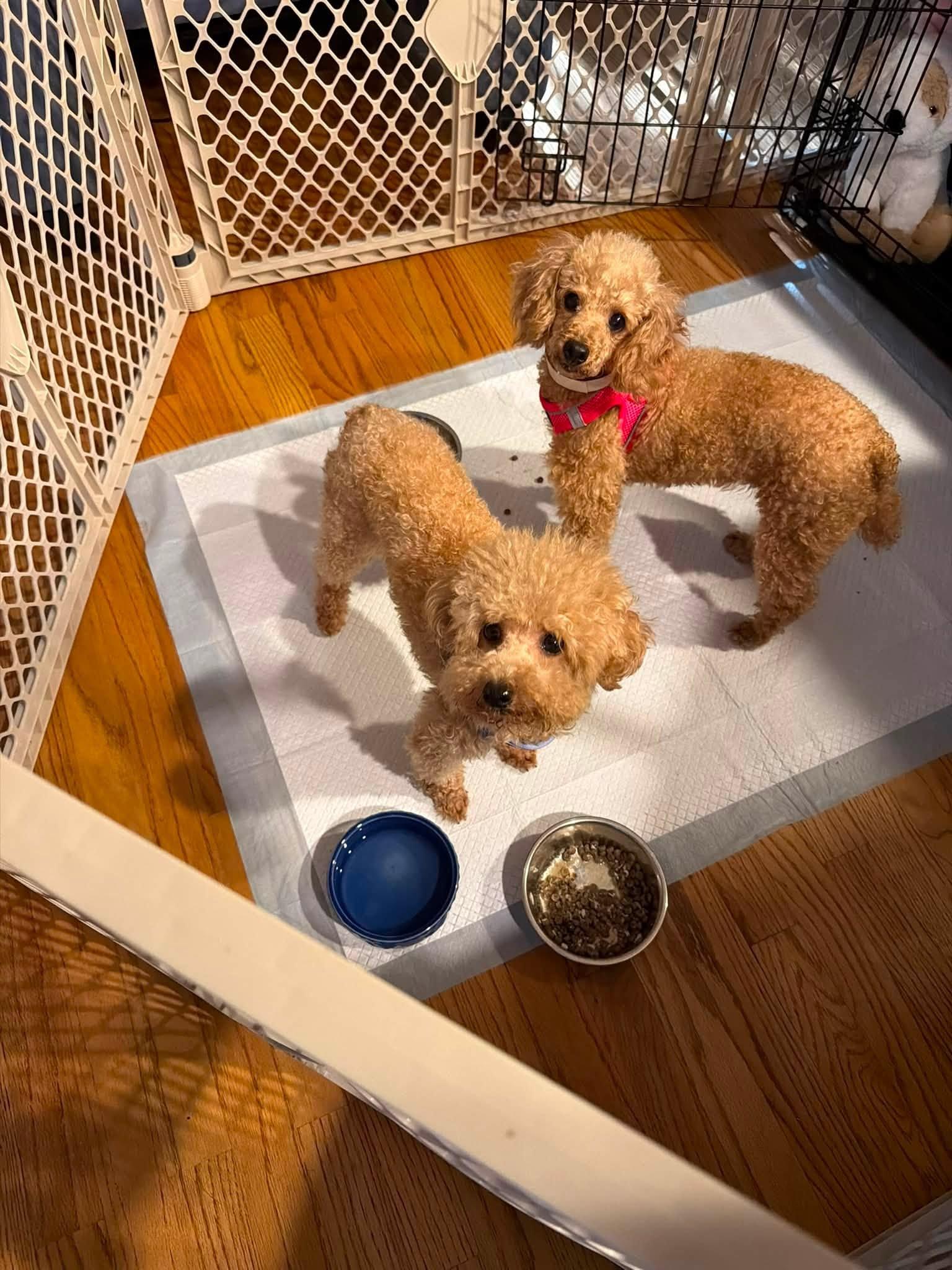 Enlarge Lark, a ADOPTABLE Miniature Poodle in Williamsburg, VA image 5/6