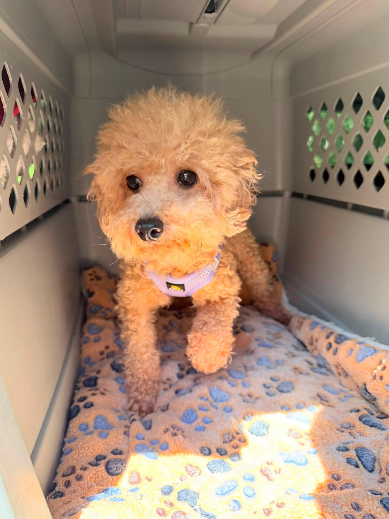 Enlarge Lark, a ADOPTABLE Miniature Poodle in Williamsburg, VA image 3/6