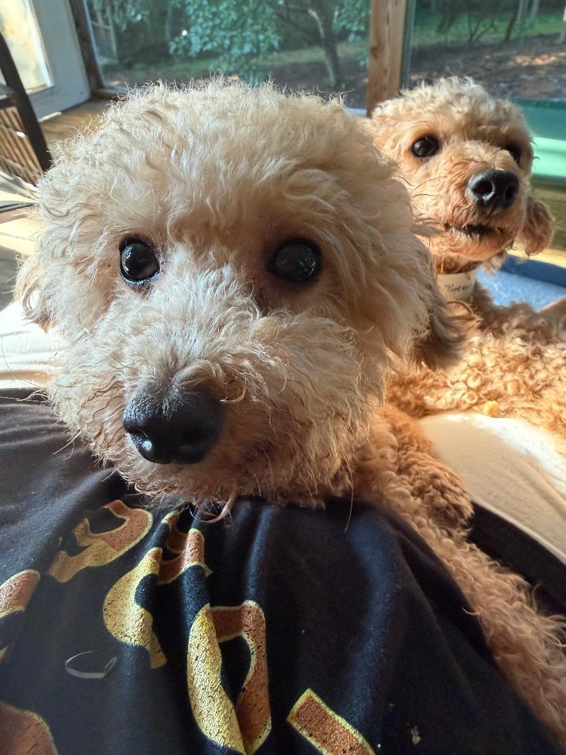 Enlarge Lark, a ADOPTABLE Miniature Poodle in Williamsburg, VA image 6/6