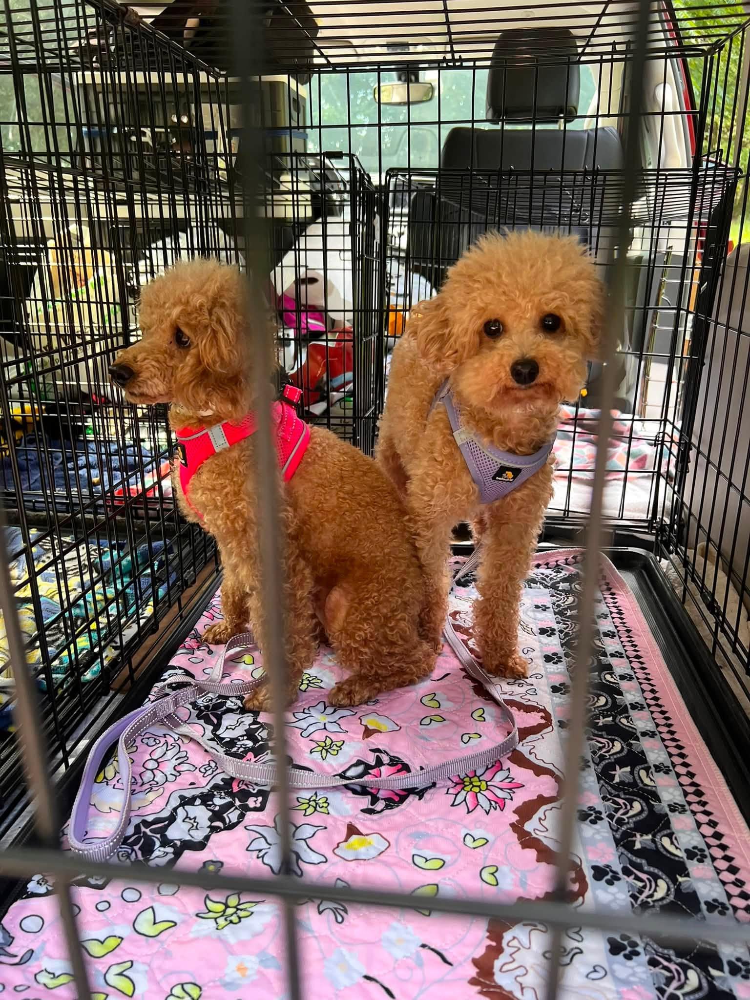 Enlarge Lark, a ADOPTABLE Miniature Poodle in Williamsburg, VA image 4/6