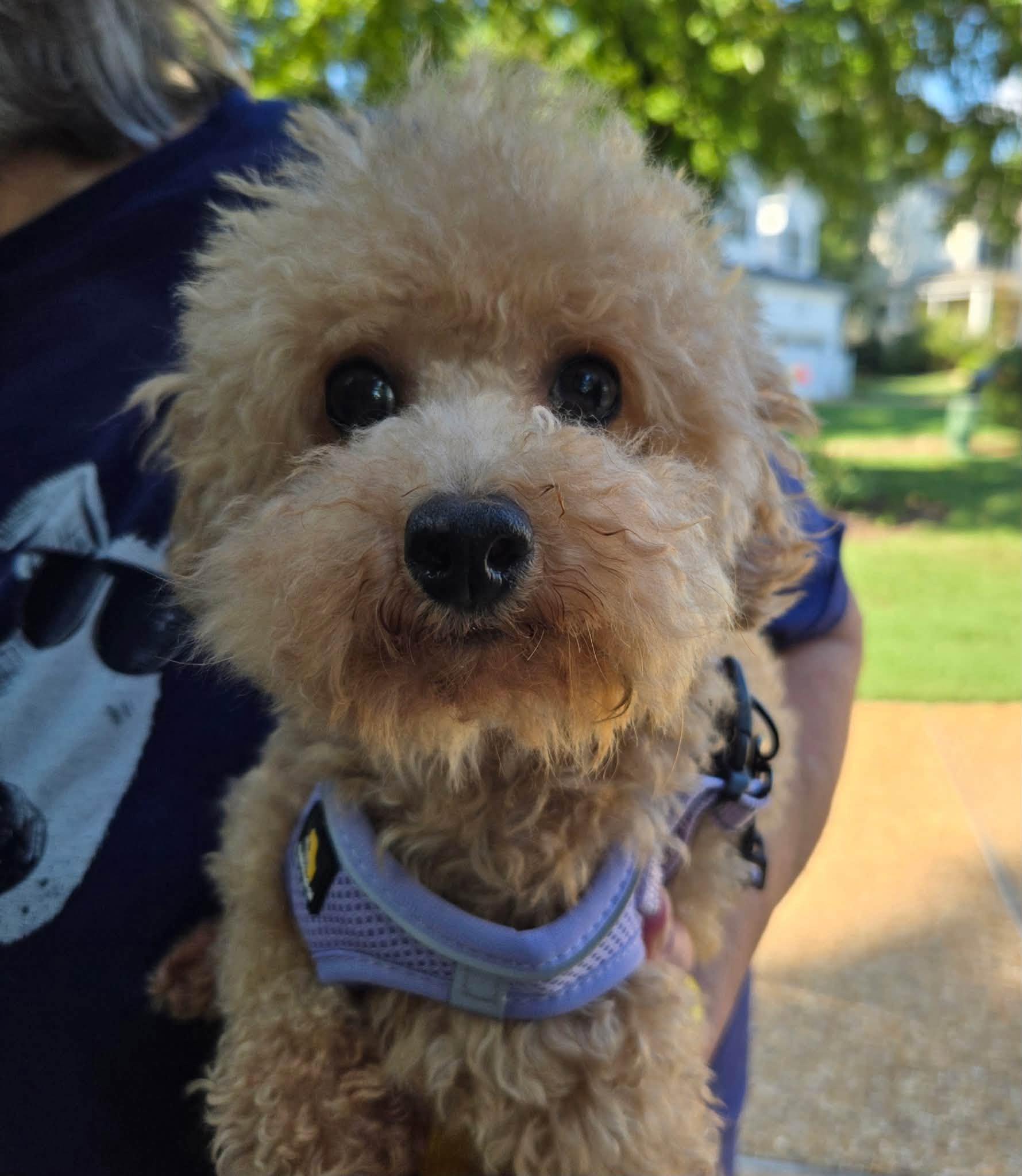Lark, ADOPTABLE, Adult Female Miniature Poodle.