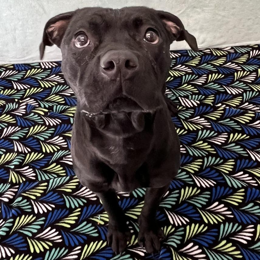 Lilo, adopted, Puppy Female Boxer & American Bulldog.