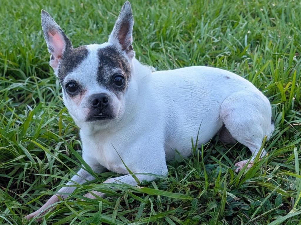 Bonnie-11 lb girl!, Adoptable, Young Female Boston Terrier & Chihuahua.