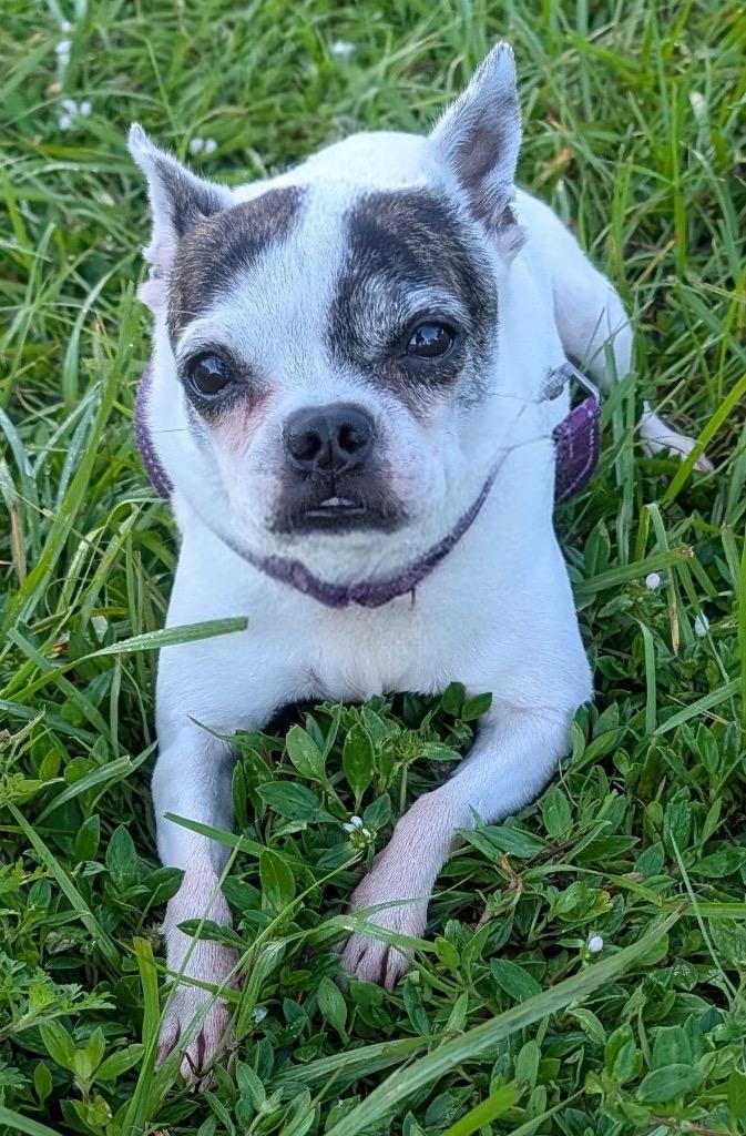 Enlarge Bonnie-11 lb girl!, a Adoptable mixed breed in Fort Myers, FL image 2/3