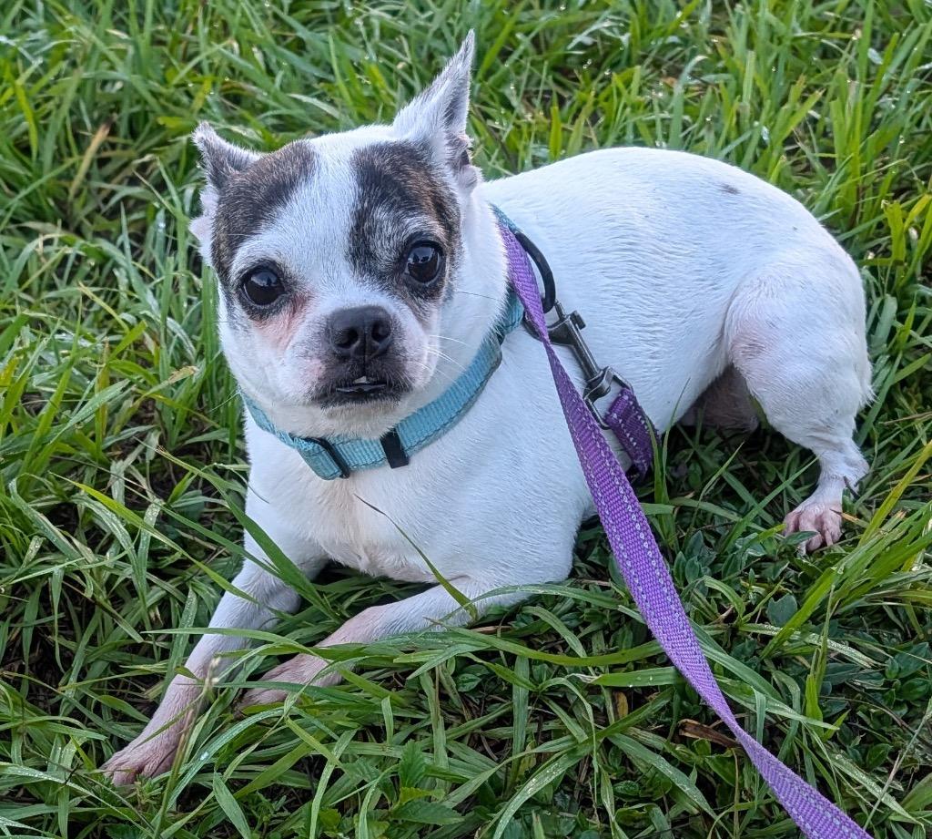 Enlarge Bonnie-11 lb girl!, a Adoptable mixed breed in Fort Myers, FL image 3/3